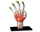 Анатомическая модель 4D Master Рука человека