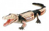 Анатомическая модель 4D Master Крокодил