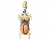 Анатомическая модель 4D Master Торс беременной женщины