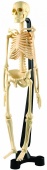 Анатомический набор Edu-Toys Скелет человека