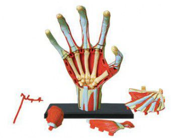 Анатомическая модель 4D Master Рука человека