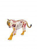 Анатомическая модель 4D Master Тигр