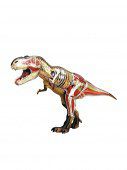 Анатомическая модель 4D Master Тираннозавр
